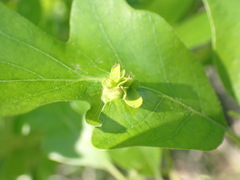 Andricus foliaformis