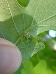 Andricus foliaformis