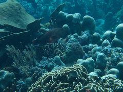 Cephalopholis urodeta