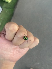 Chrysocoris fascialis