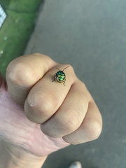 Chrysocoris fascialis