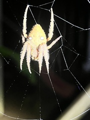 Hortophora