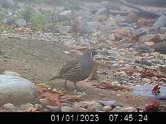 Callipepla californica