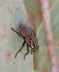 Oxysarcodexia varia