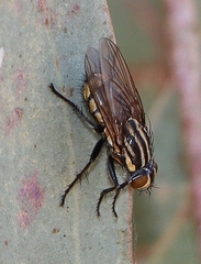 Oxysarcodexia varia
