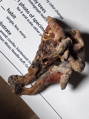 Craterellus odoratus