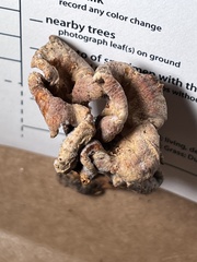 Craterellus odoratus