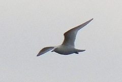 Pagophila eburnea