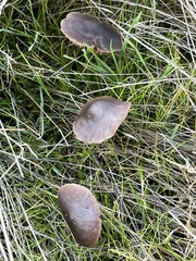 Nolanea edulis concentrica