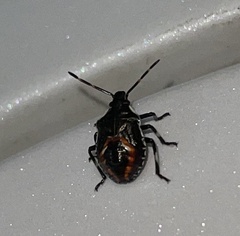 Oechalia schellenbergii