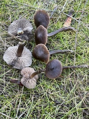 Nolanea edulis concentrica