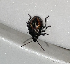 Oechalia schellenbergii