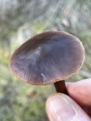 Nolanea edulis concentrica