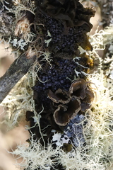 Collema nigrescens
