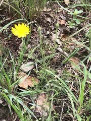 Croptilon hookerianum