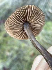 Nolanea edulis concentrica