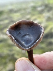 Nolanea edulis concentrica