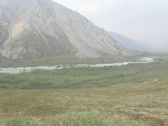 Populus balsamifera balsamifera