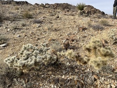 Cylindropuntia echinocarpa