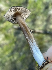 Nolanea edulis concentrica