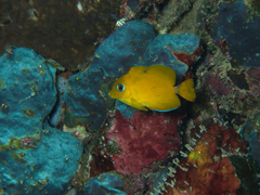 Ctenochaetus cyanocheilus