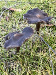 Nolanea edulis concentrica