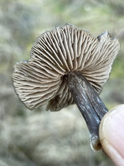 Nolanea edulis concentrica