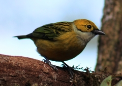 Tangara icterocephala