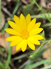 Croptilon hookerianum