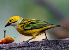 Tangara icterocephala