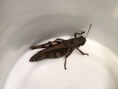 Melanoplus ponderosus