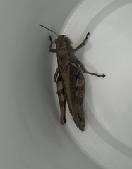 Melanoplus ponderosus