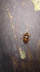 Episcaphula tamburinea