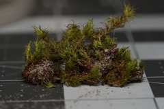 Dicranum condensatum