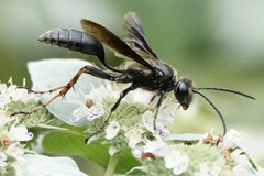 Isodontia auripes