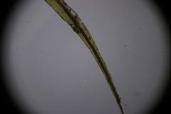 Dicranum condensatum