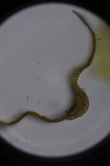 Dicranum condensatum