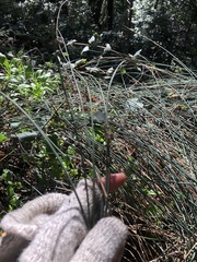 Juncus patens