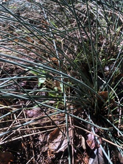 Juncus patens