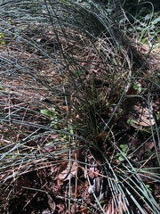 Juncus patens
