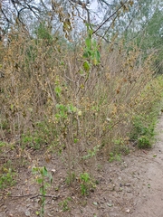 Abutilon trisulcatum