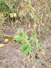 Abutilon trisulcatum