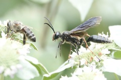 Isodontia auripes
