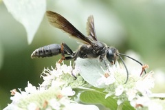 Isodontia auripes