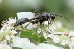 Isodontia auripes
