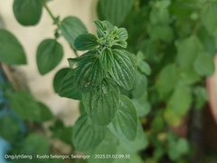 Spermacoce latifolia