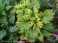 Coleus scutellarioides