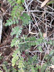 Indigofera tinctoria