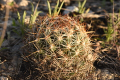 Escobaria vivipara