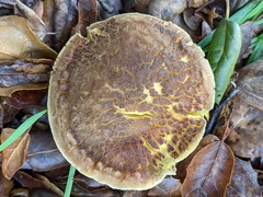 Xerocomellus dryophilus